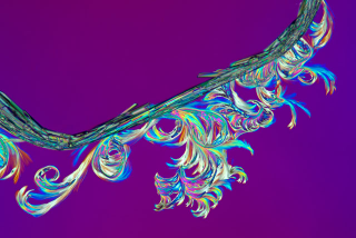 Illustration for article titled Science Photographer Reveals Beauty of the Microscopic World